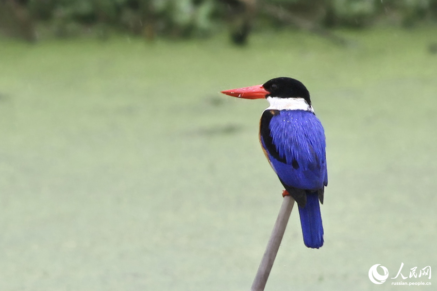 Редкая птица посетила Сямэнь