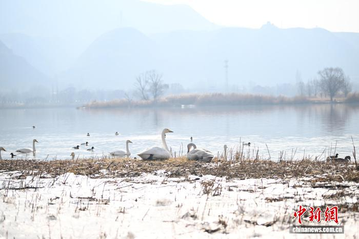 Белые лебеди из Сибири прилетели на побережье Хуанхэ в Ланьчжоу