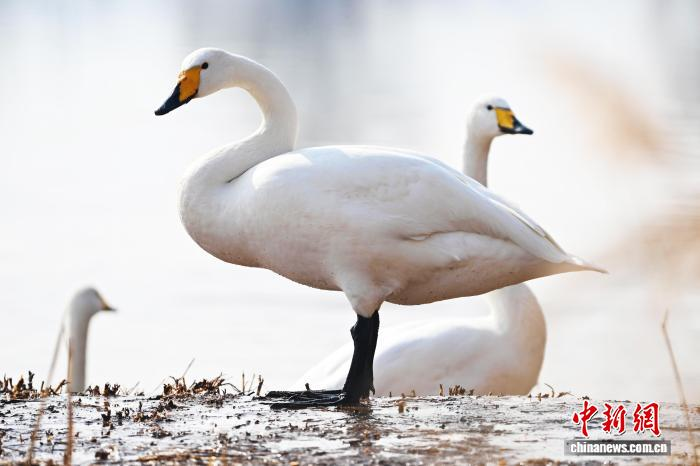 Белые лебеди из Сибири прилетели на побережье Хуанхэ в Ланьчжоу