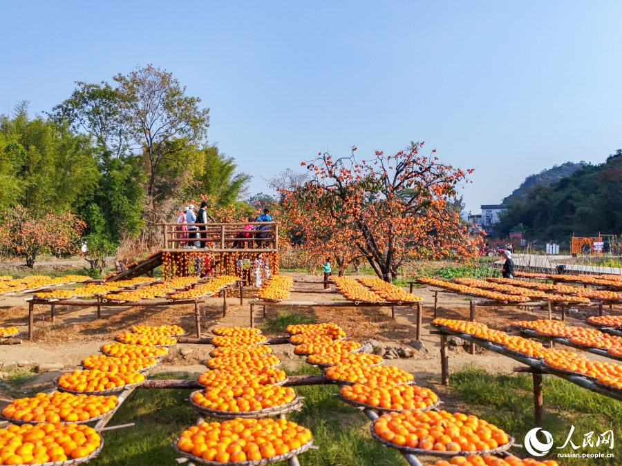 Более миллиона туристов и тысячи тонн экспорта: секрет успеха «хурмовой столицы» Китая