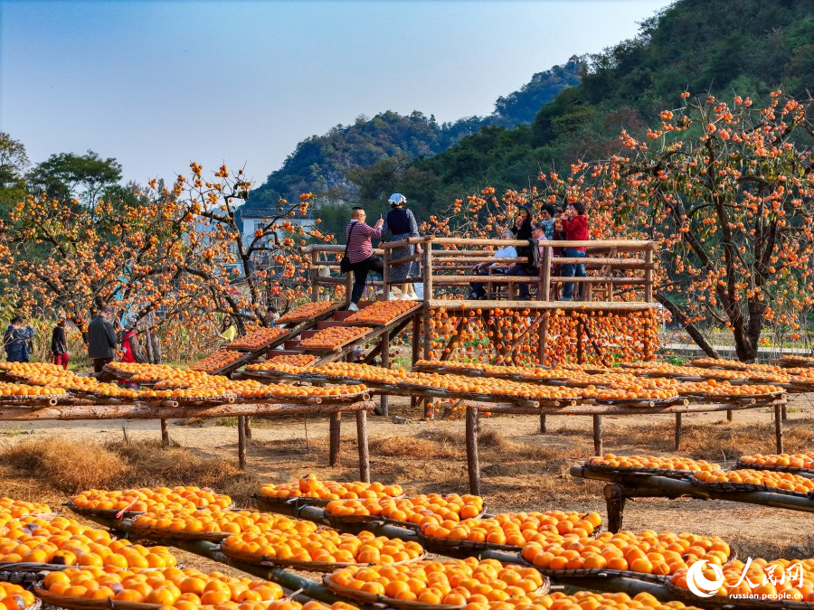 Более миллиона туристов и тысячи тонн экспорта: секрет успеха «хурмовой столицы» Китая