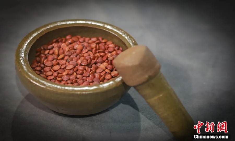 Ядра унаби приносят миллиарды: как китайский уезд зарабатывает на природном снотворном