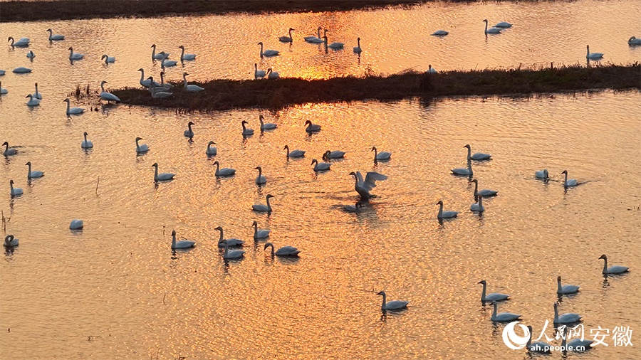 Живописный рассвет: малые лебеди в водно-болотных угодьях провинции Аньхой