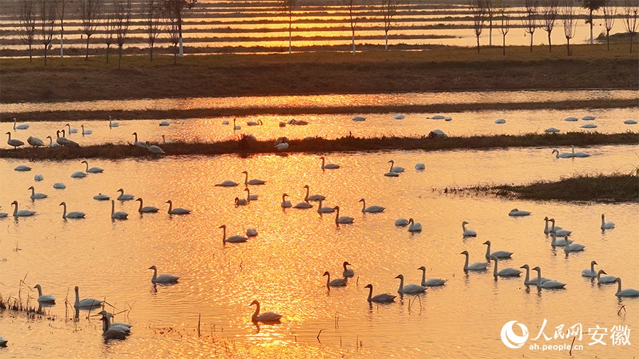 Живописный рассвет: малые лебеди в водно-болотных угодьях провинции Аньхой