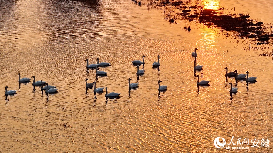 Живописный рассвет: малые лебеди в водно-болотных угодьях провинции Аньхой