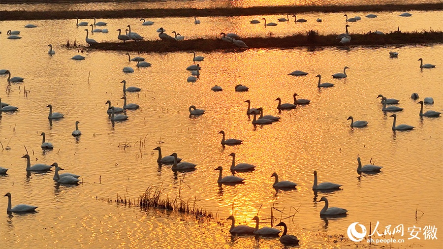 Живописный рассвет: малые лебеди в водно-болотных угодьях провинции Аньхой