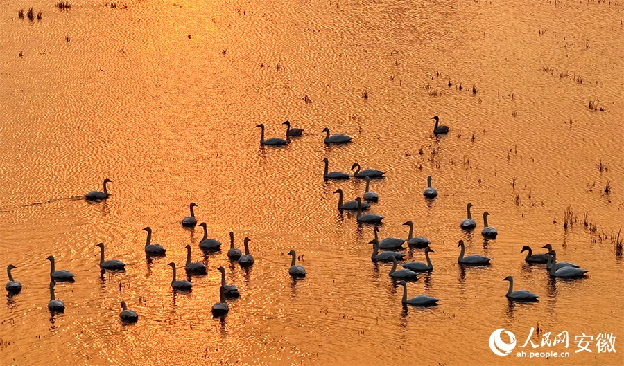 Живописный рассвет: малые лебеди в водно-болотных угодьях провинции Аньхой