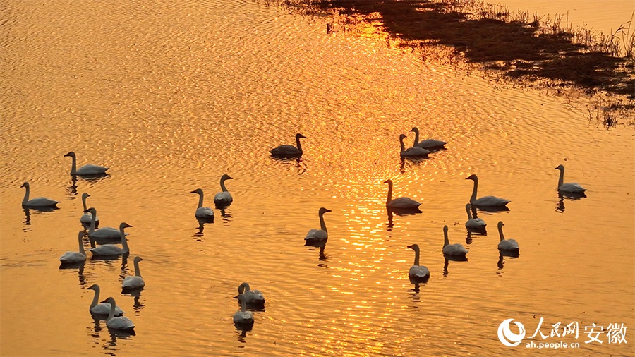 Живописный рассвет: малые лебеди в водно-болотных угодьях провинции Аньхой