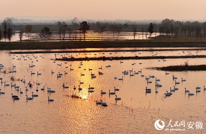Живописный рассвет: малые лебеди в водно-болотных угодьях провинции Аньхой