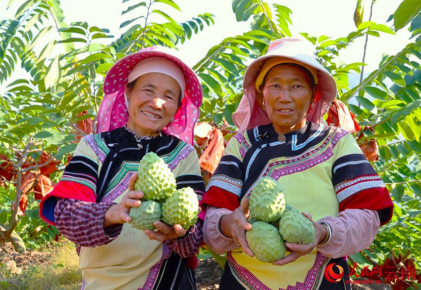 «Мороженое на дереве» в провинции Юньнань делает жизнь местных жителей еще «слаще»
