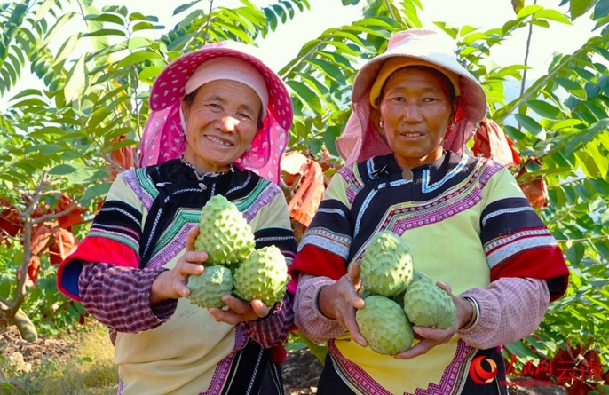 «Мороженое на дереве» в провинции Юньнань делает жизнь местных жителей еще «слаще»