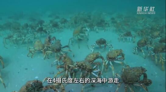 Город Хуньчунь на северо-востоке Китая наладил поставки живых морепродуктов из России