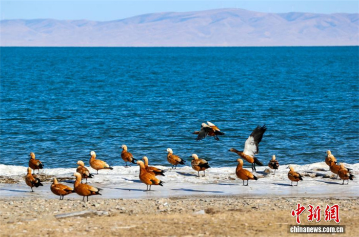 Редкое зимнее выталкивание льда на берег привлекло туристов на озеро Цинхайху