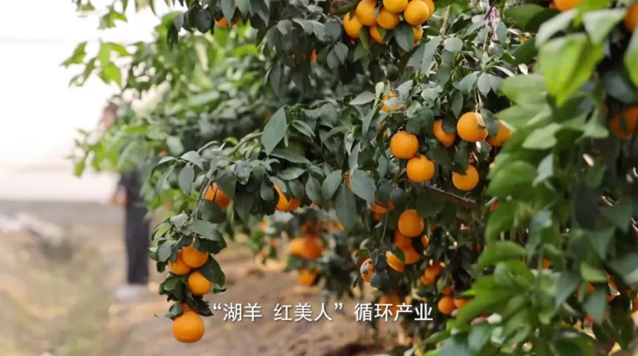 Как одна порода овцы стала основой миллиардной индустрии в Китае