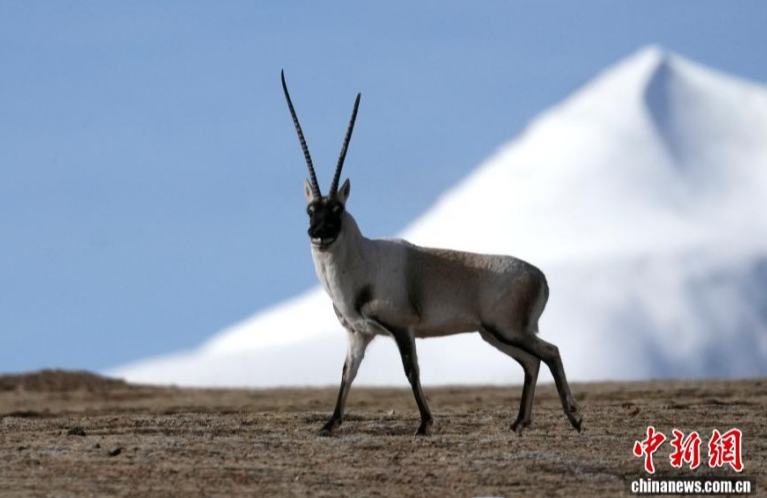 Тибетские антилопы на зимнем плато