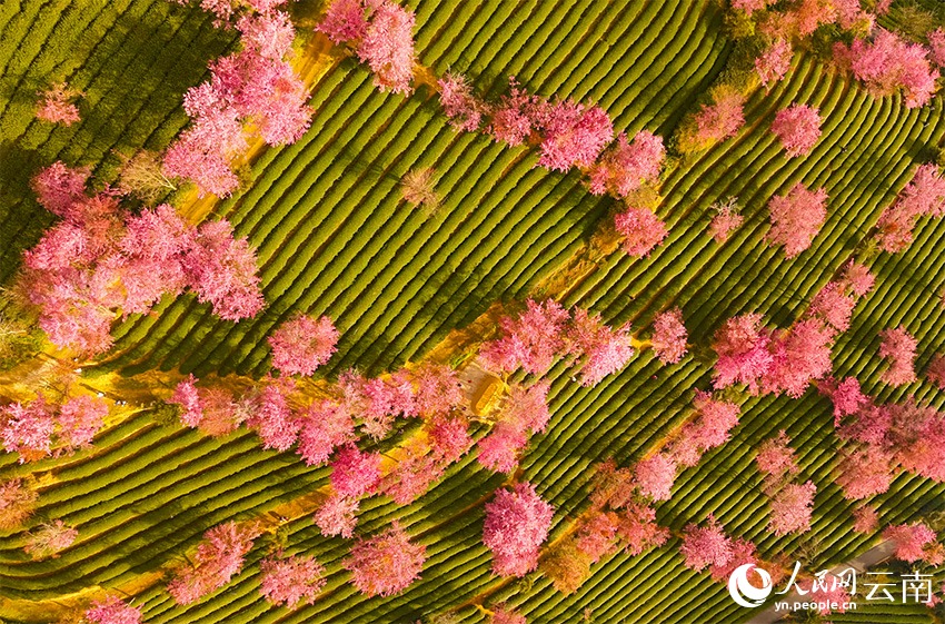 Зимнее цветение вишни в горах Уляншань