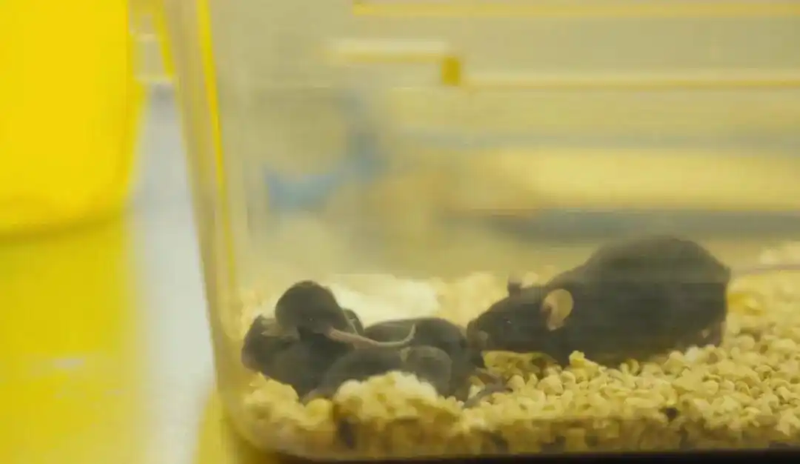 Мышь, побывавшая в космосе, дала здоровое потомство