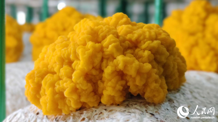 Редкие золотистые грибы приносят процветание китайскому уезду Дунчжи