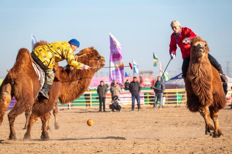 Во Внутренней Монголии стартовала Верблюжья суперлига – 2025