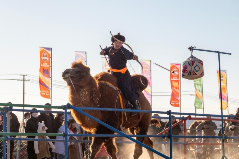 Во Внутренней Монголии стартовала Верблюжья суперлига – 2025