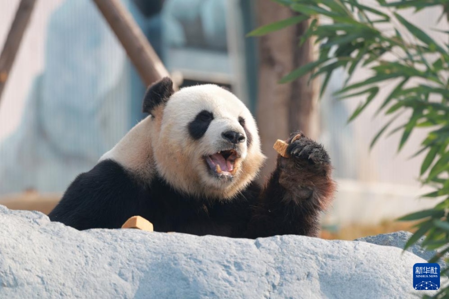 Новейшая в Китае база по охране больших панд открылась для публики