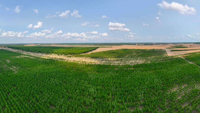 Лесопосадки в рамках программы «Три севера» превысили целевой показатель в 13 млн гектаров