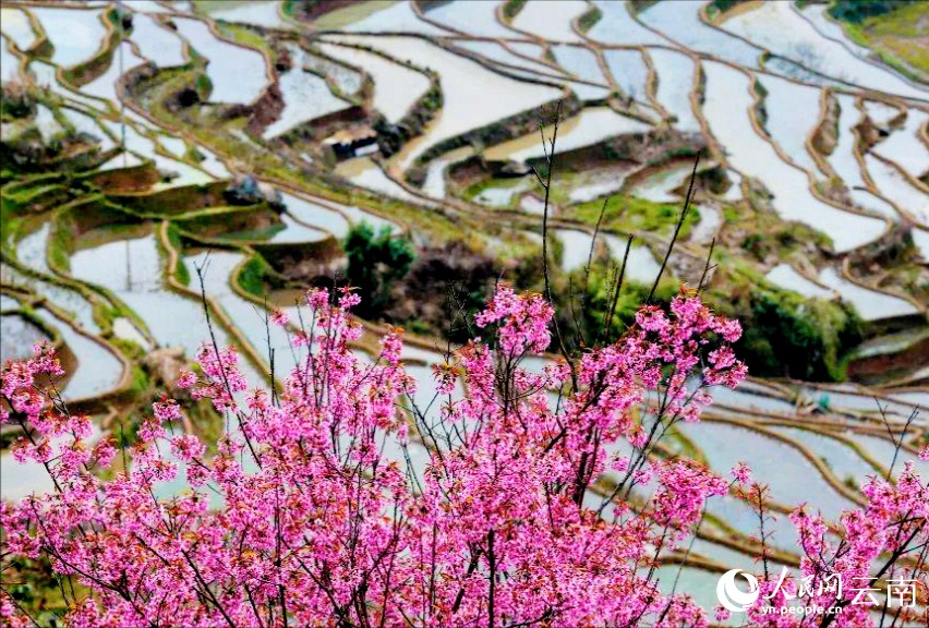 Зимняя сакура расцвела на террасных полях Юньнаня