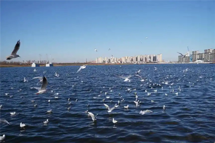 Встречая первое солнце года: тысячи человек отметили Новый год на побережье Тяньцзиня в компании чаек