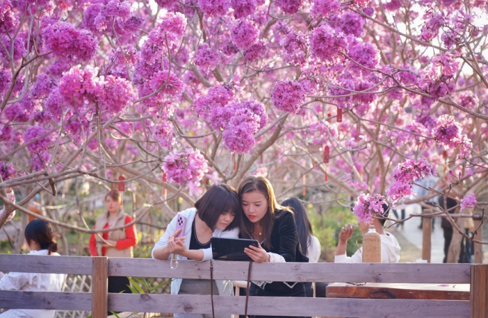 В Сямэне зацвели фиолетовые цветы
