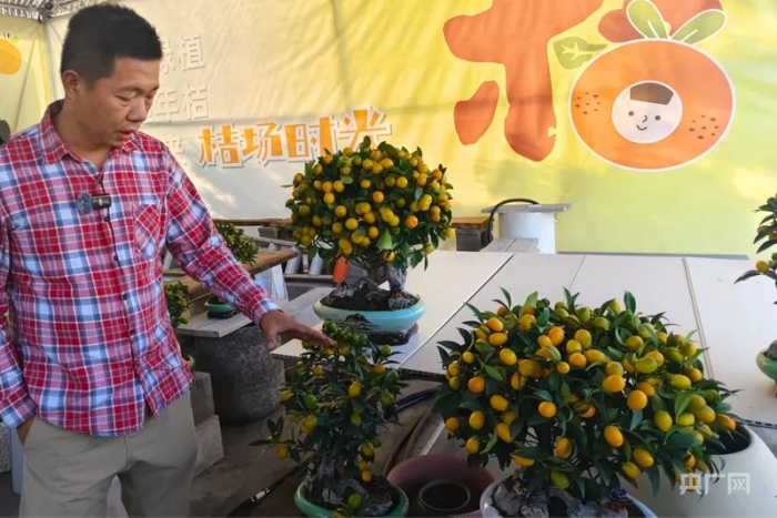 Мандариновые деревца из Фошаня стали хитом китайского Нового года