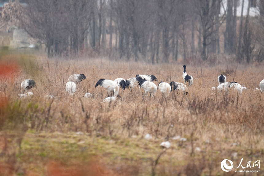 В китайском заповеднике Цаохай зимует рекордное количество черношейных журавлей