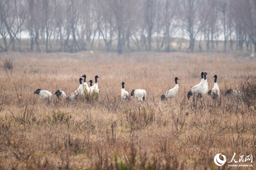 В китайском заповеднике Цаохай зимует рекордное количество черношейных журавлей
