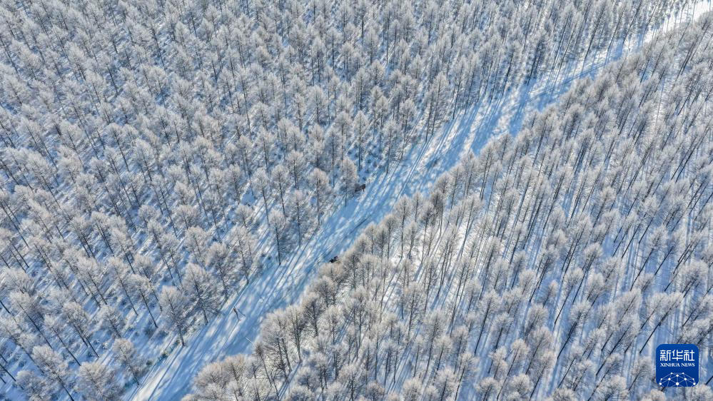 Искусственный лес Сайханьба успешно прошел международную лесную сертификацию