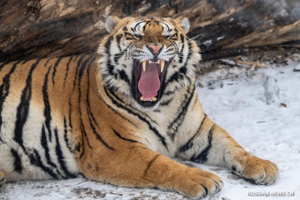 Маньчжурские тигры в заснеженном лесном парке Китая