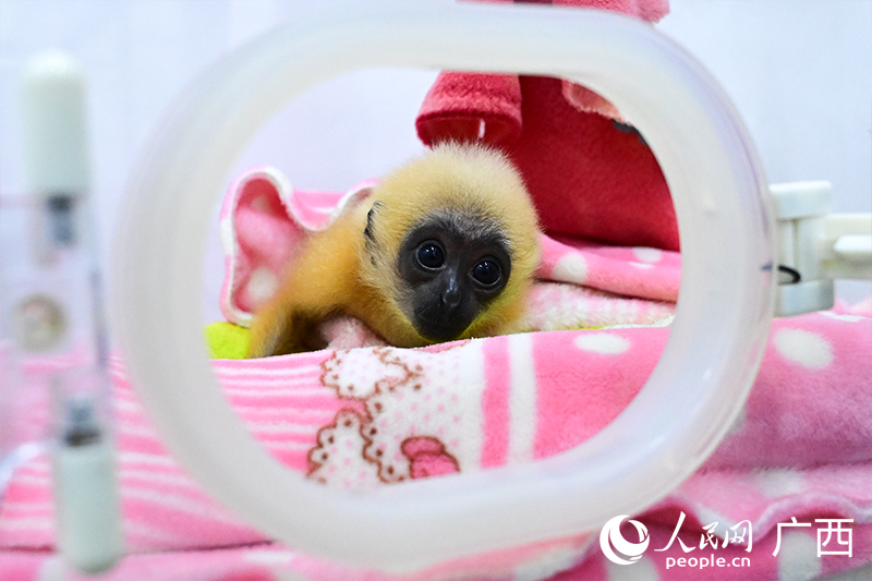 Как животные зимуют в зоопарке Наньнина