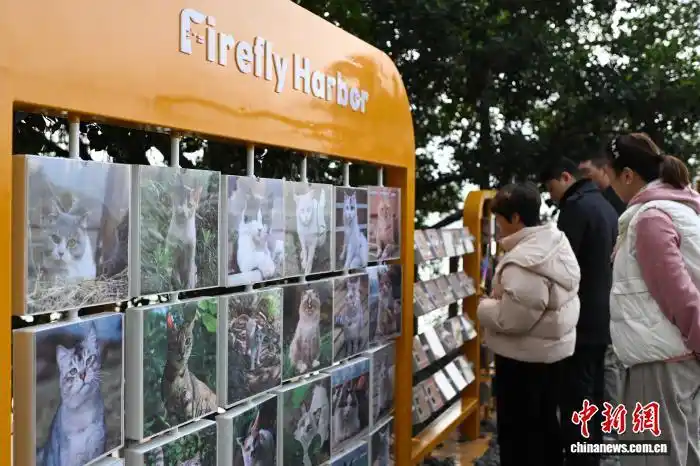 В Чунцине набрал популярность тематический парк помощи бездомным кошкам