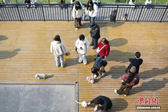 В Чунцине набрал популярность тематический парк помощи бездомным кошкам