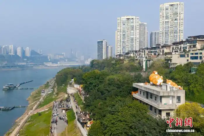 В Чунцине набрал популярность тематический парк помощи бездомным кошкам