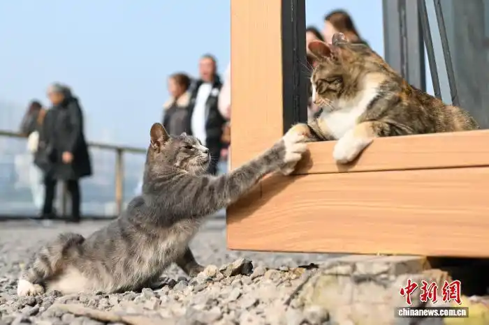 В Чунцине набрал популярность тематический парк помощи бездомным кошкам