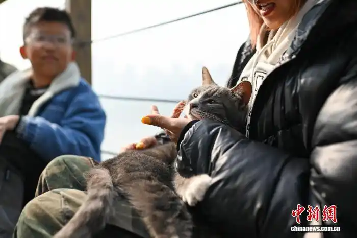 В Чунцине набрал популярность тематический парк помощи бездомным кошкам