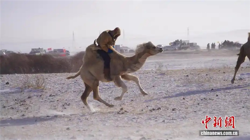 В аймаке Шилин-Гол Внутренней Монголии прошел зимний фестиваль верблюдоводов