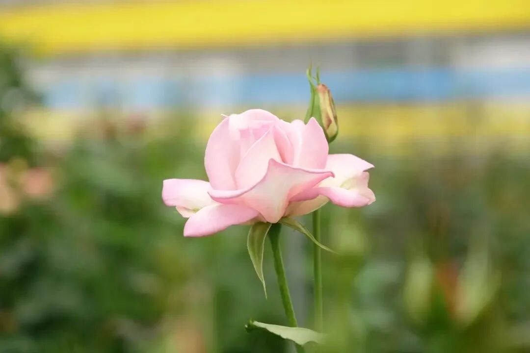 Китайский сорт розы «Баохуа» поступит в продажу в августе