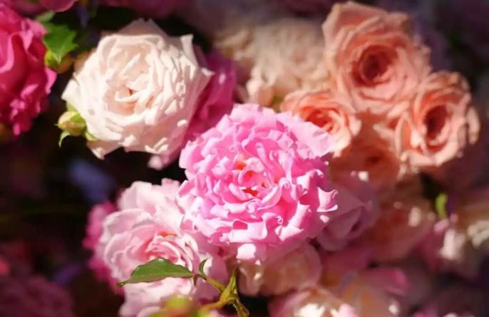 Китайский сорт розы «Баохуа» поступит в продажу в августе