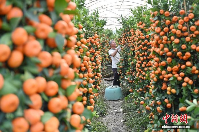 Сезон новогодних мандариновых деревьев начался в провинции Гуандун