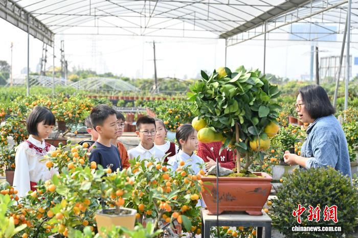 Сезон новогодних мандариновых деревьев начался в провинции Гуандун