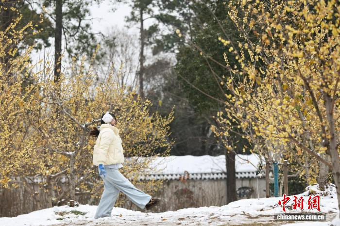 Жители Уханя совместили прогулку по заснеженному парку с любованием цветущими сливами