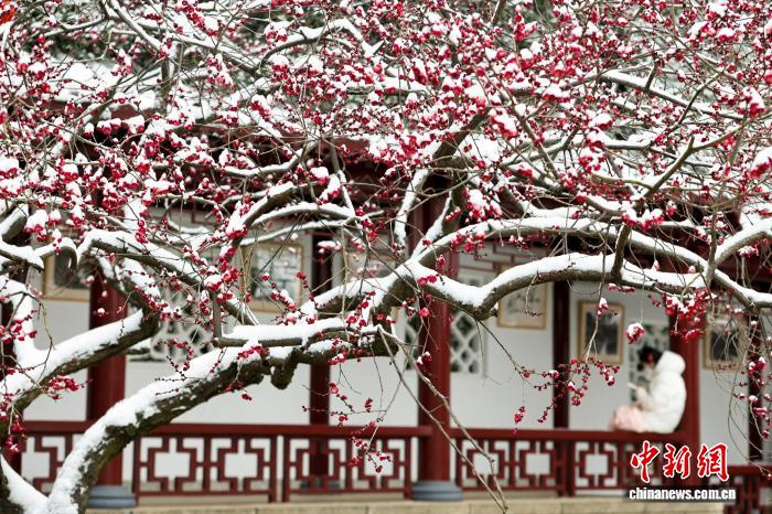 Жители Уханя совместили прогулку по заснеженному парку с любованием цветущими сливами