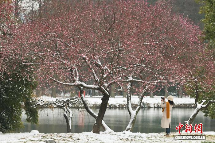 Жители Уханя совместили прогулку по заснеженному парку с любованием цветущими сливами