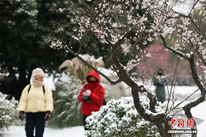 Жители Уханя совместили прогулку по заснеженному парку с любованием цветущими сливами