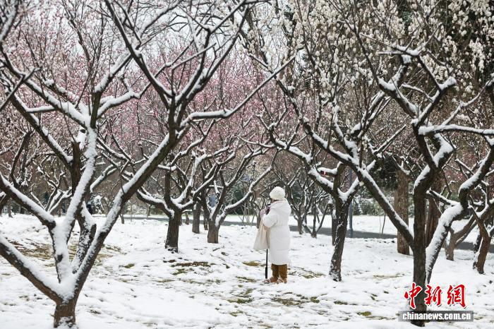 Жители Уханя совместили прогулку по заснеженному парку с любованием цветущими сливами